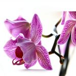 Orchid Gardening Book English Edition Kindle Unlimited-0
