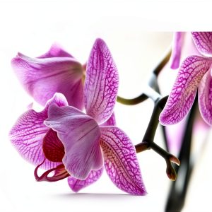 Orchid Gardening Book English Edition Kindle Unlimited-0