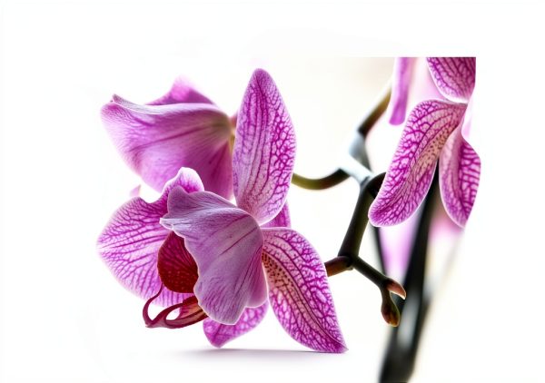 Orchid Gardening Book English Edition Kindle Unlimited-0