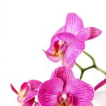 Orchid Gardening eBook English Kindle Unlimited Horticulture-0