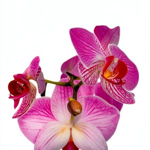 Orchid Gardening Book English Kindle Unlimited House Plants-0