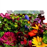 Perennial Gardening Book English Kindle eBook Design-0