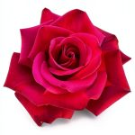 Kindle eBook Gardening Roses English Publication 2025-0