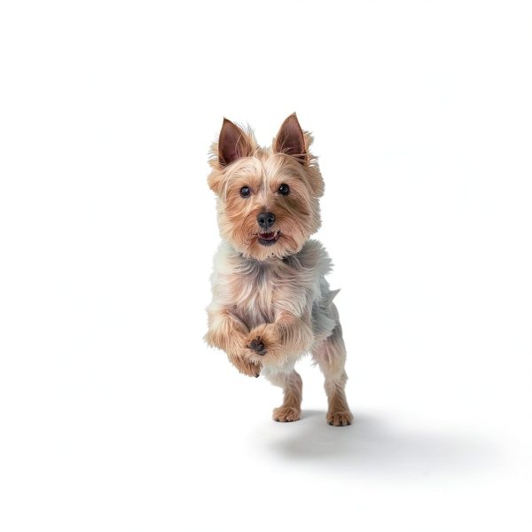 Cosequin Joint Health Supplement for Dogs with Glucosamine-2