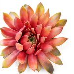 Storey Publishing Illustrated Botany Cacti Succulents Guide-0