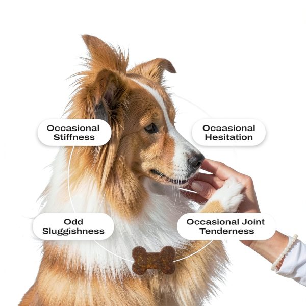 Dog Joint Supplement Chews PetLab Co Mobility Support-4
