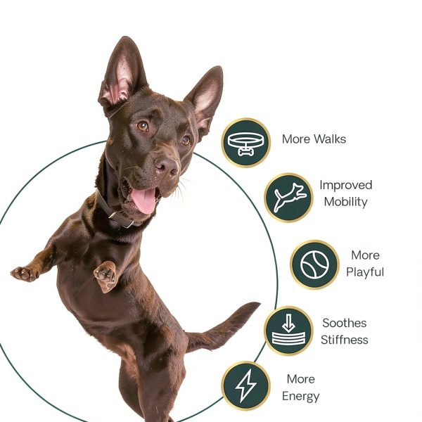 FoodScience Dog Hip Joint Supplement Glucosamine Green-6
